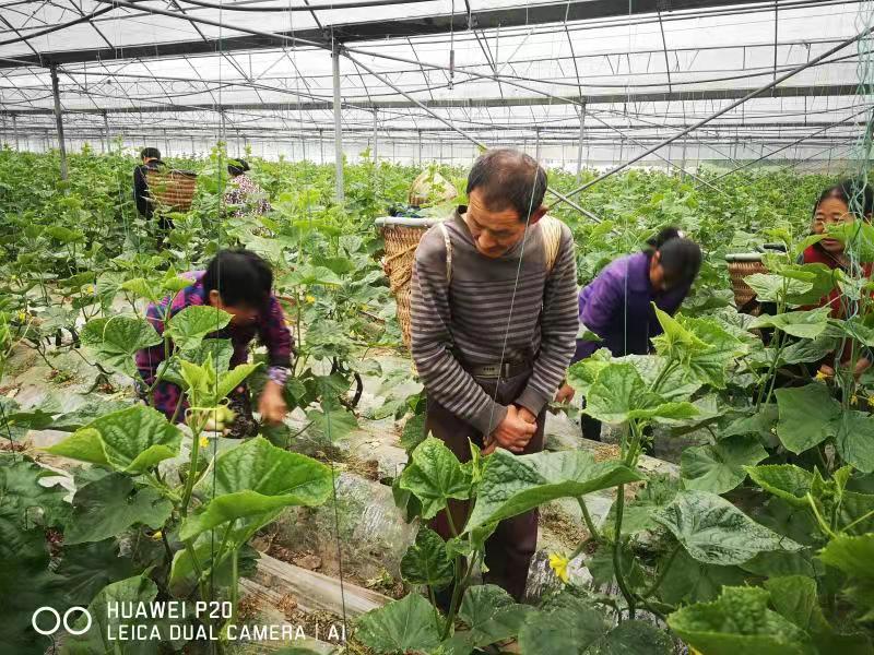 达州市达川区大雁蔬菜专业合作社(图5) 达州市达川区大雁蔬菜专业合作社(图5)