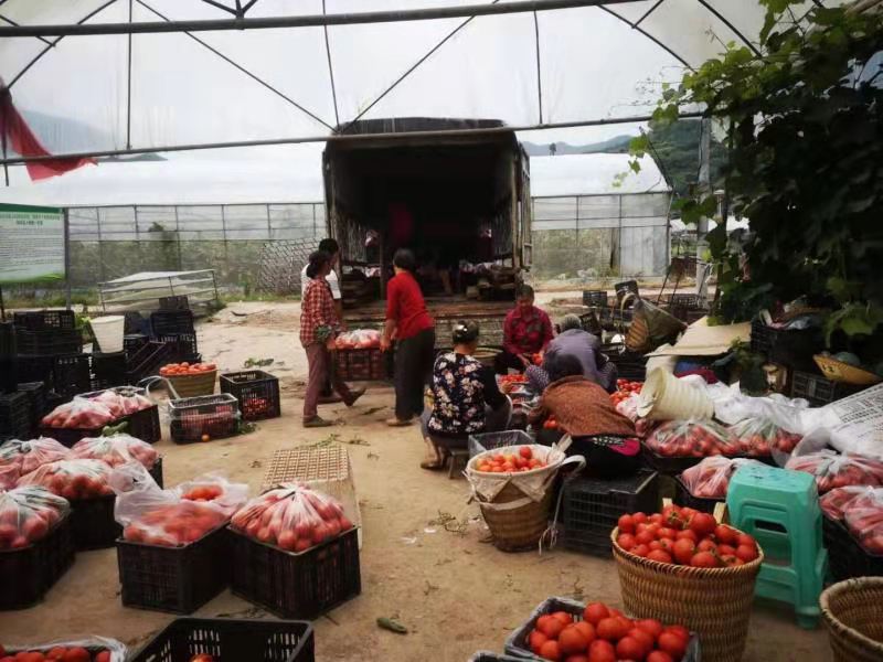 达州市达川区大雁蔬菜专业合作社(图6) 达州市达川区大雁蔬菜专业合作社(图6)