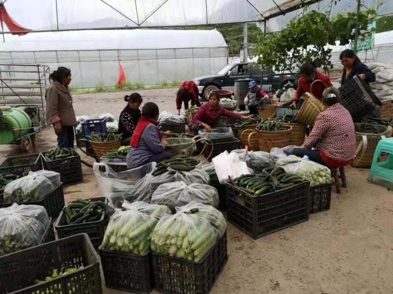 达州市达川区大雁蔬菜专业合作社(图7) 达州市达川区大雁蔬菜专业合作社(图7)