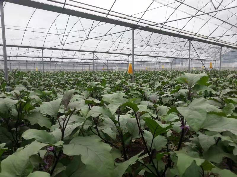 达州市达川区大雁蔬菜专业合作社(图2) 达州市达川区大雁蔬菜专业合作社(图2)