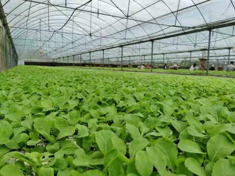 达州市达川区大雁蔬菜专业合作社(图3) 达州市达川区大雁蔬菜专业合作社(图3)