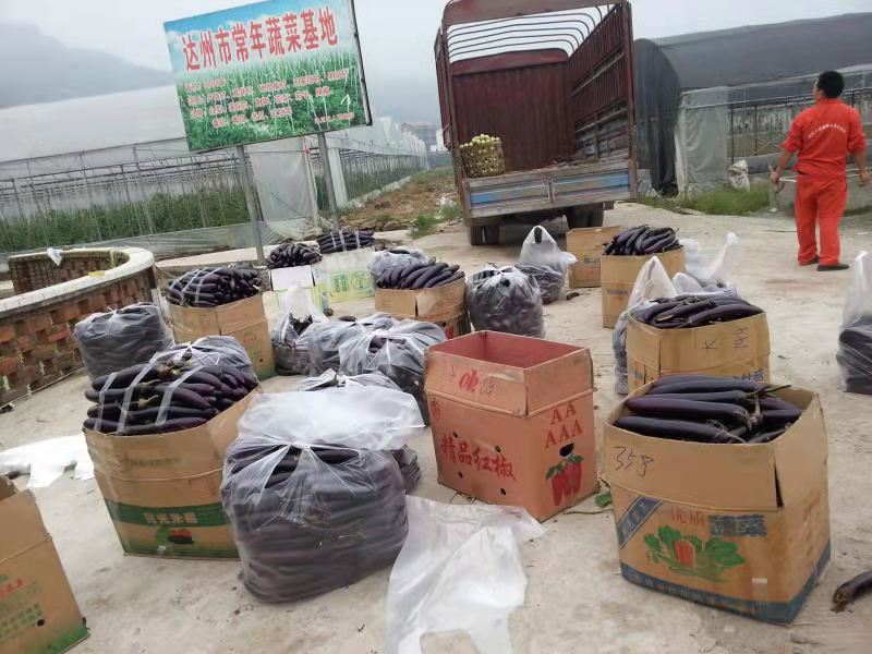 达州市达川区大雁蔬菜专业合作社(图4) 达州市达川区大雁蔬菜专业合作社(图4)