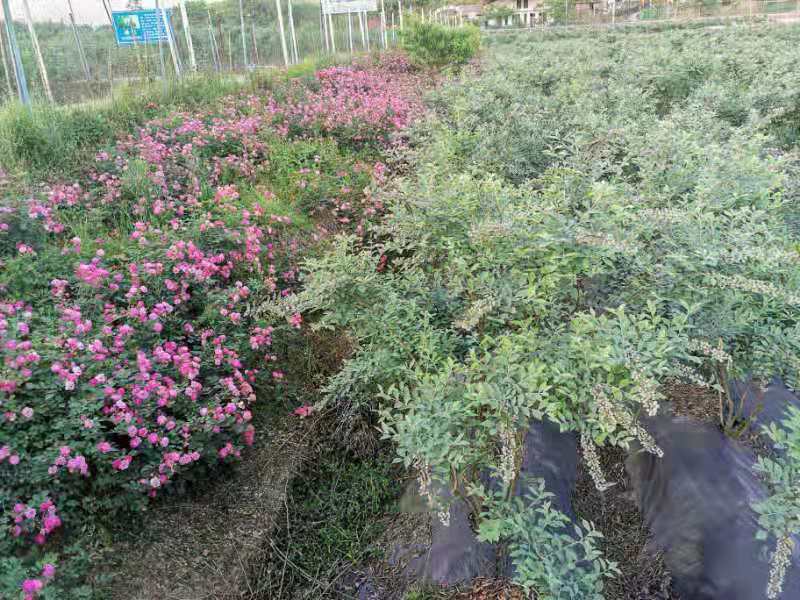 达川区金润园种植专业合作社(图4) 达川区金润园种植专业合作社(图4)