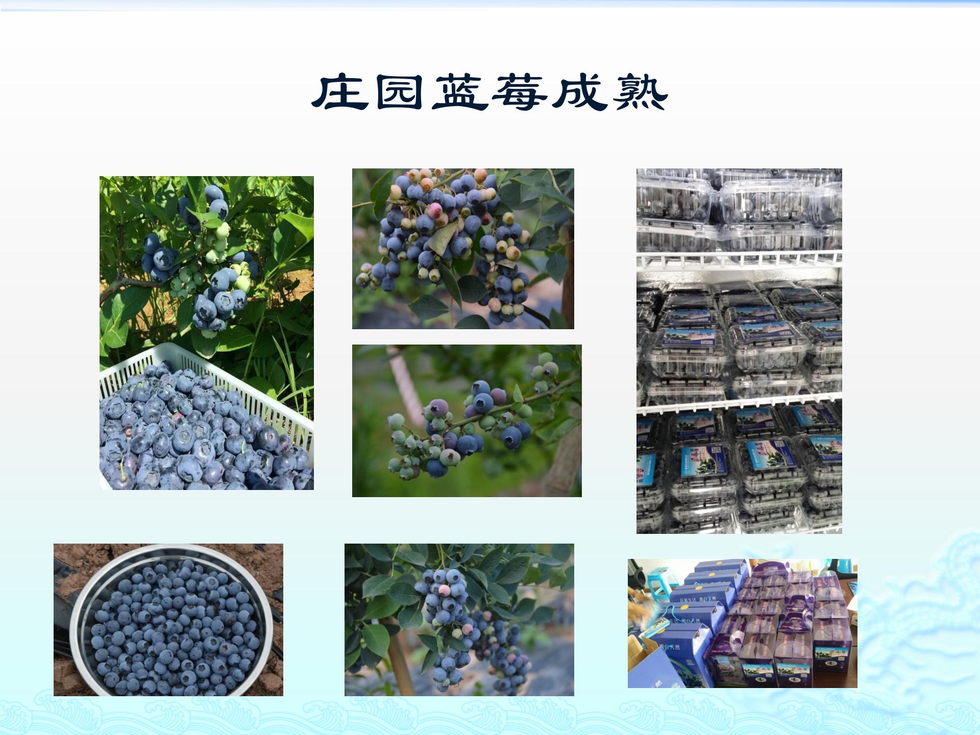 达川区金润园种植专业合作社(图7) 达川区金润园种植专业合作社(图7)