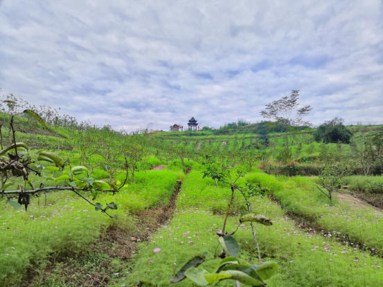 达州市惠泽种植专业合作社(图2) 达州市惠泽种植专业合作社(图2)