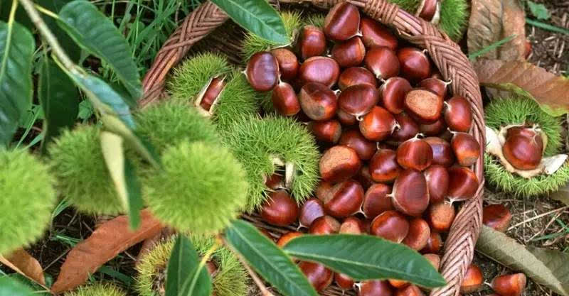 板栗高产栽培技术(图1) 板栗高产栽培技术(图1)