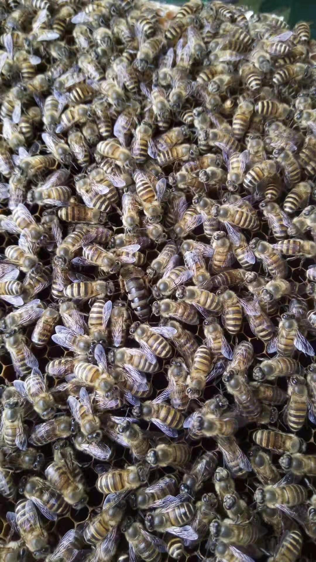 大自然的馈赠——巴人专合社蜂蜜(图2) 大自然的馈赠——巴人专合社蜂蜜(图2)