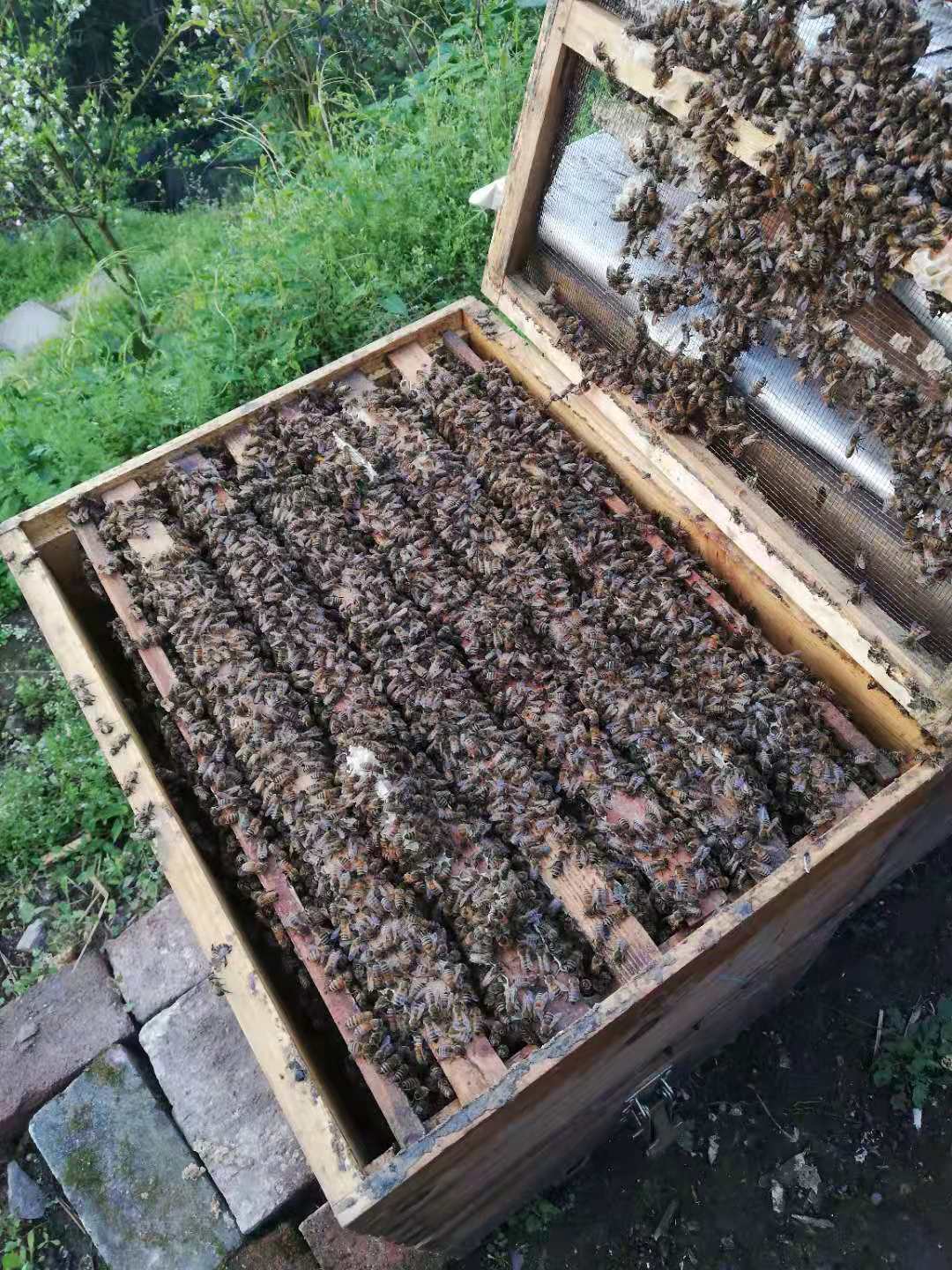 大自然的馈赠——巴人专合社蜂蜜(图3) 大自然的馈赠——巴人专合社蜂蜜(图3)