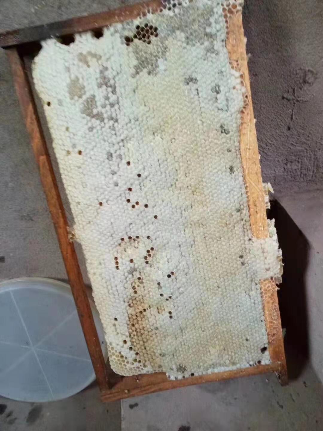 大自然的馈赠——巴人专合社蜂蜜(图4) 大自然的馈赠——巴人专合社蜂蜜(图4)