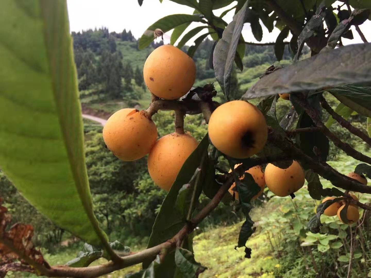 达州市智诚农业科技发展有限公司(图2) 达州市智诚农业科技发展有限公司(图2)