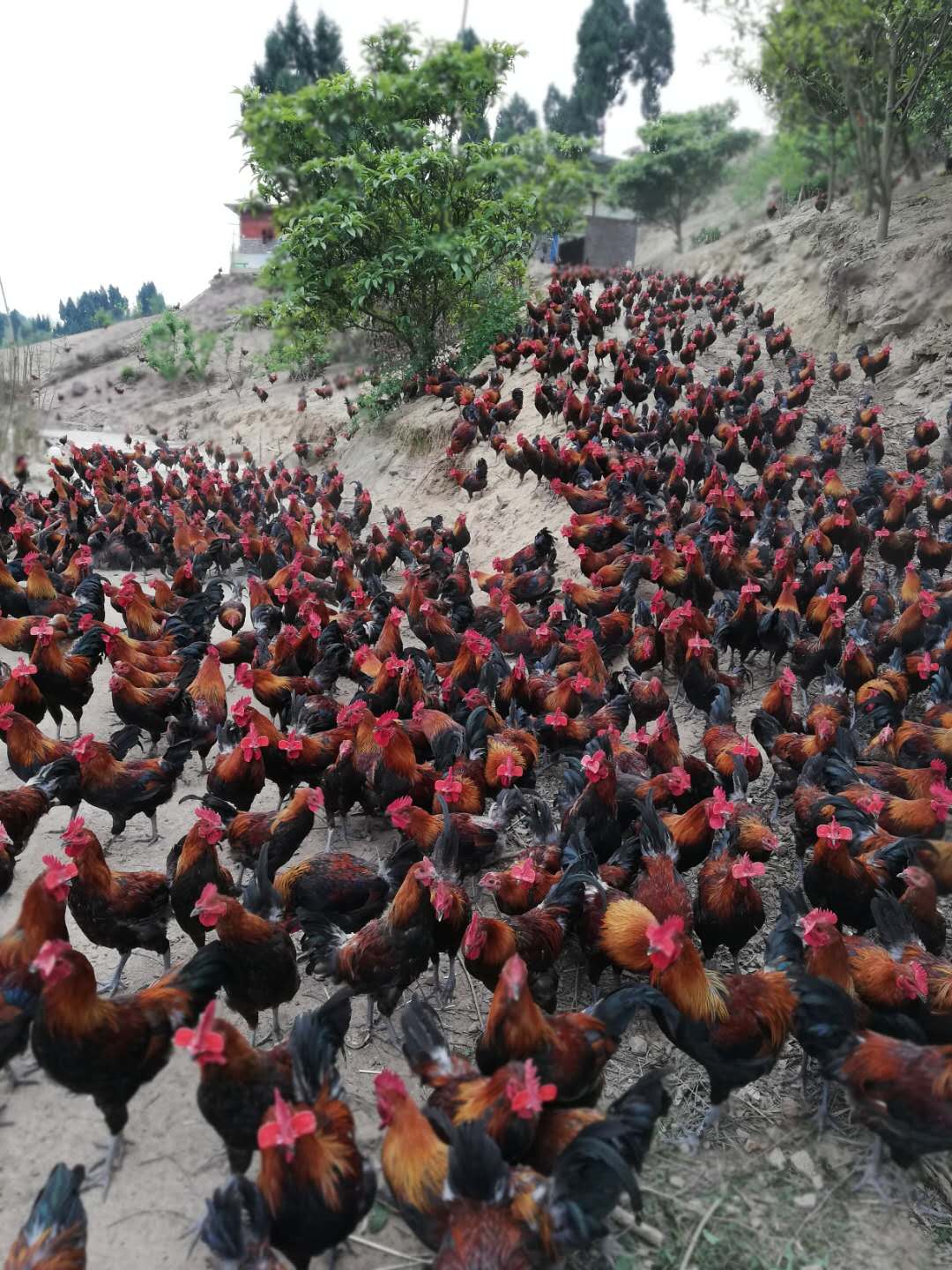 达州市智诚农业科技发展有限公司(图4) 达州市智诚农业科技发展有限公司(图4)