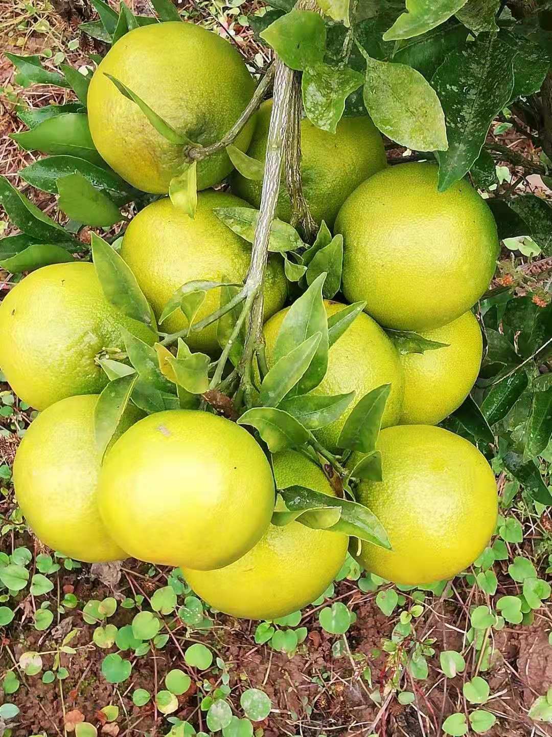 达州市智诚农业科技发展有限公司(图3) 达州市智诚农业科技发展有限公司(图3)