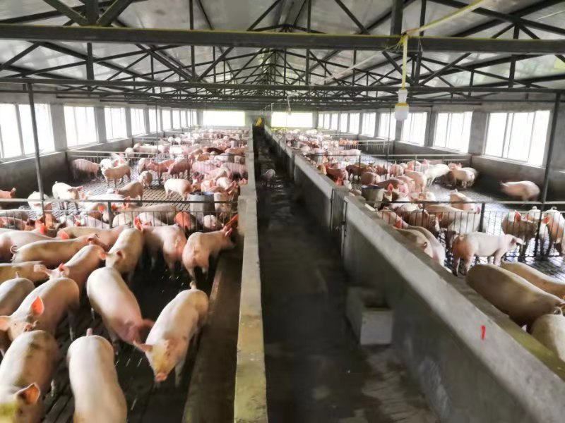 市级龙头企业——达州市银宏畜牧有限公司(图5) 市级龙头企业——达州市银宏畜牧有限公司(图5)