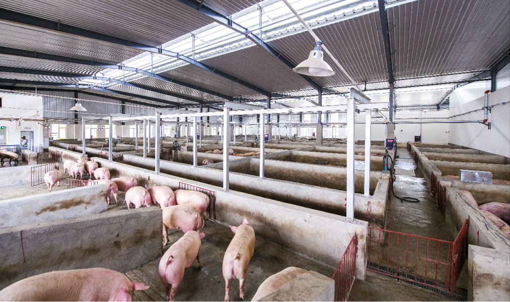 市级龙头企业——达州国中长江食品有限公司(图7) 市级龙头企业——达州国中长江食品有限公司(图7)