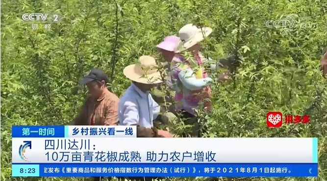 达川青花椒上央视啦!10万亩青花椒成熟 助力农户增收(图2) 达川青花椒上央视啦!10万亩青花椒成熟 助力农户增收(图2)