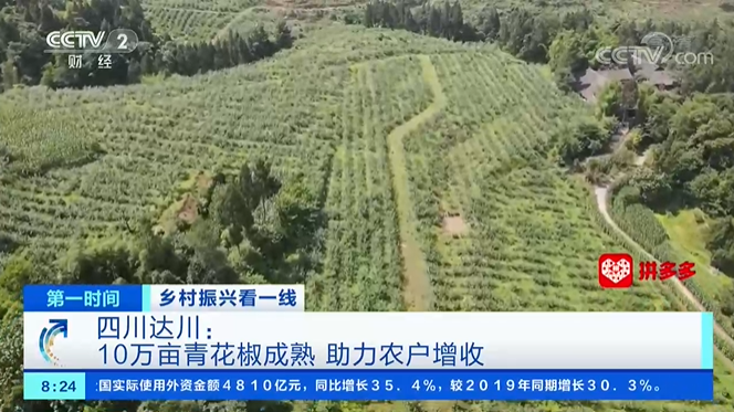 达川青花椒上央视啦!10万亩青花椒成熟 助力农户增收(图1) 达川青花椒上央视啦!10万亩青花椒成熟 助力农户增收(图1)