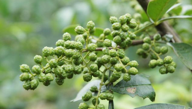 达川青花椒上央视啦!10万亩青花椒成熟 助力农户增收(图3) 达川青花椒上央视啦!10万亩青花椒成熟 助力农户增收(图3)