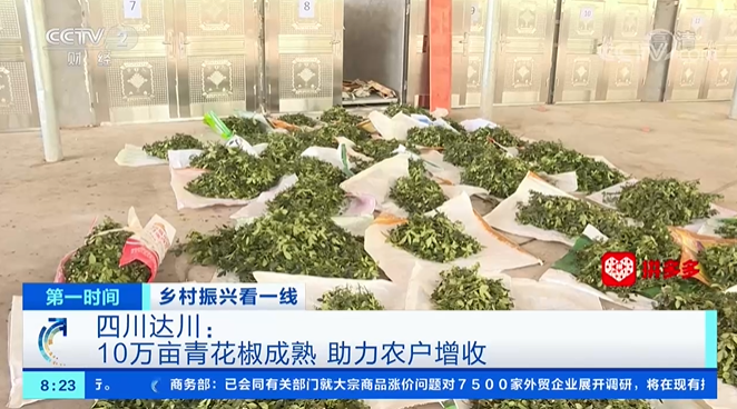 达川青花椒上央视啦!10万亩青花椒成熟 助力农户增收(图4) 达川青花椒上央视啦!10万亩青花椒成熟 助力农户增收(图4)