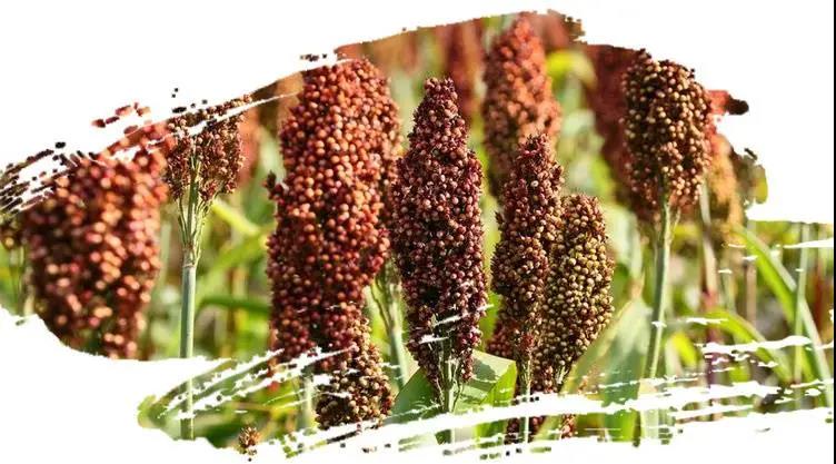 达州市第六批非遗 | 万家贤义高粱白酒酿制工艺(图2) 达州市第六批非遗 | 万家贤义高粱白酒酿制工艺(图2)