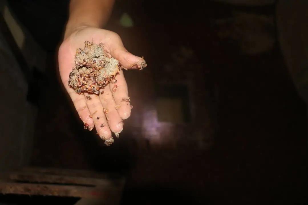 达州市第六批非遗 | 万家贤义高粱白酒酿制工艺(图5) 达州市第六批非遗 | 万家贤义高粱白酒酿制工艺(图5)