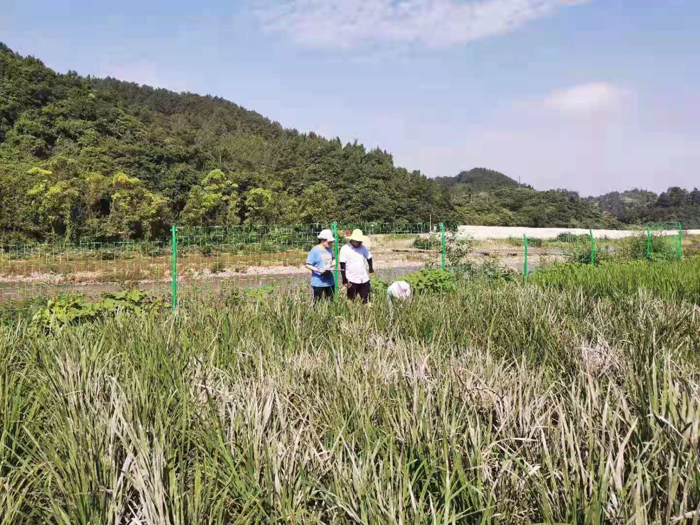 达川区植保专家深入田间查看病虫 指导农户科学用药(图1) 达川区植保专家深入田间查看病虫 指导农户科学用药(图1)