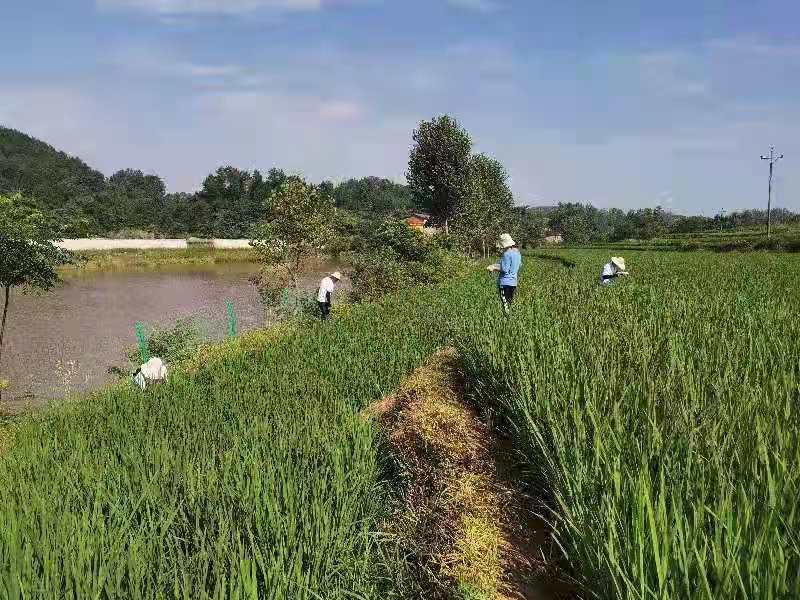 达川区植保专家深入田间查看病虫 指导农户科学用药(图2) 达川区植保专家深入田间查看病虫 指导农户科学用药(图2)