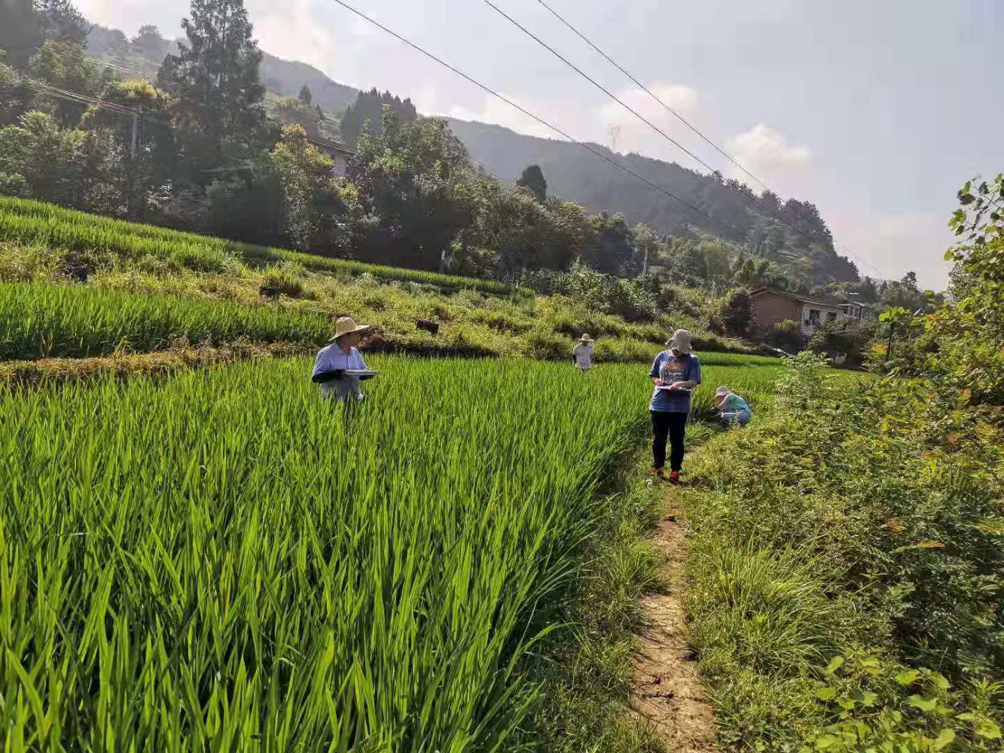 达川区植保专家深入田间查看病虫 指导农户科学用药(图3) 达川区植保专家深入田间查看病虫 指导农户科学用药(图3)