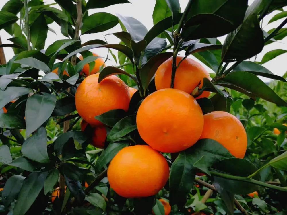 沃柑防日灼技术(图1) 沃柑防日灼技术(图1)