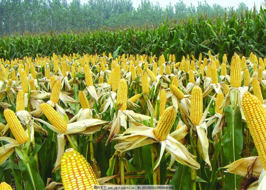 实用 | 鲜食玉米常温保鲜技术