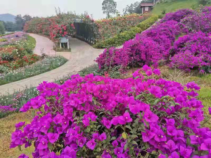 市级龙头企业——达州市花纤谷农业开发有限公司