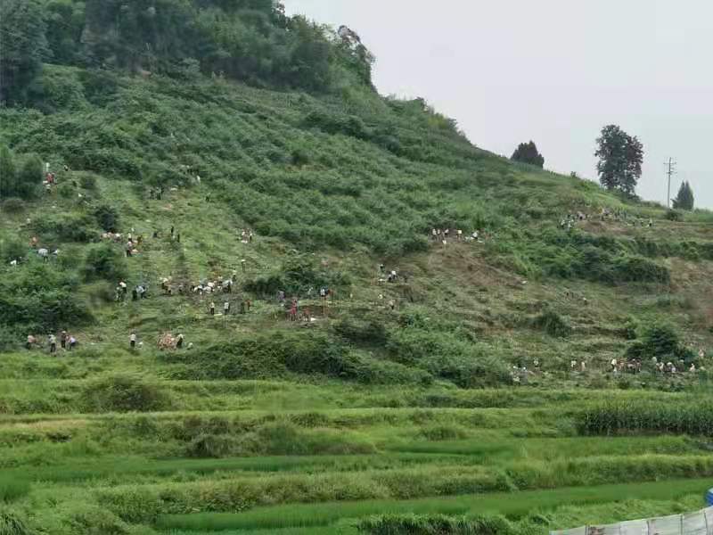 市级龙头企业——四川省冠杰农业科技有限公司