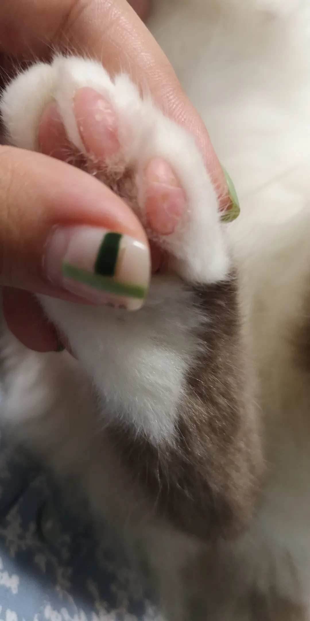 禽类脚底长肉垫的原因及处理方法