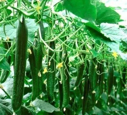 农业技术 | 冬季棚室蔬菜水肥管理四重点