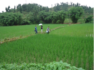 达川区光平家庭农场(图5)