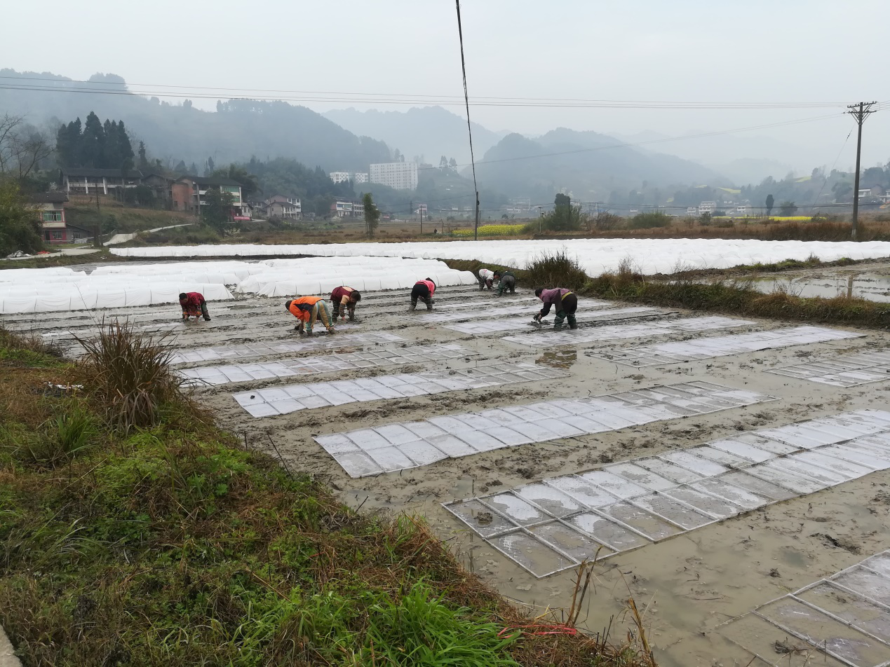 达川区鹏丰家庭农场(图2)