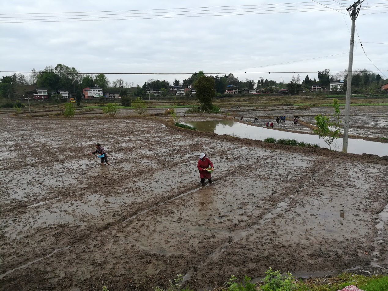 达川区鹏丰家庭农场(图1)
