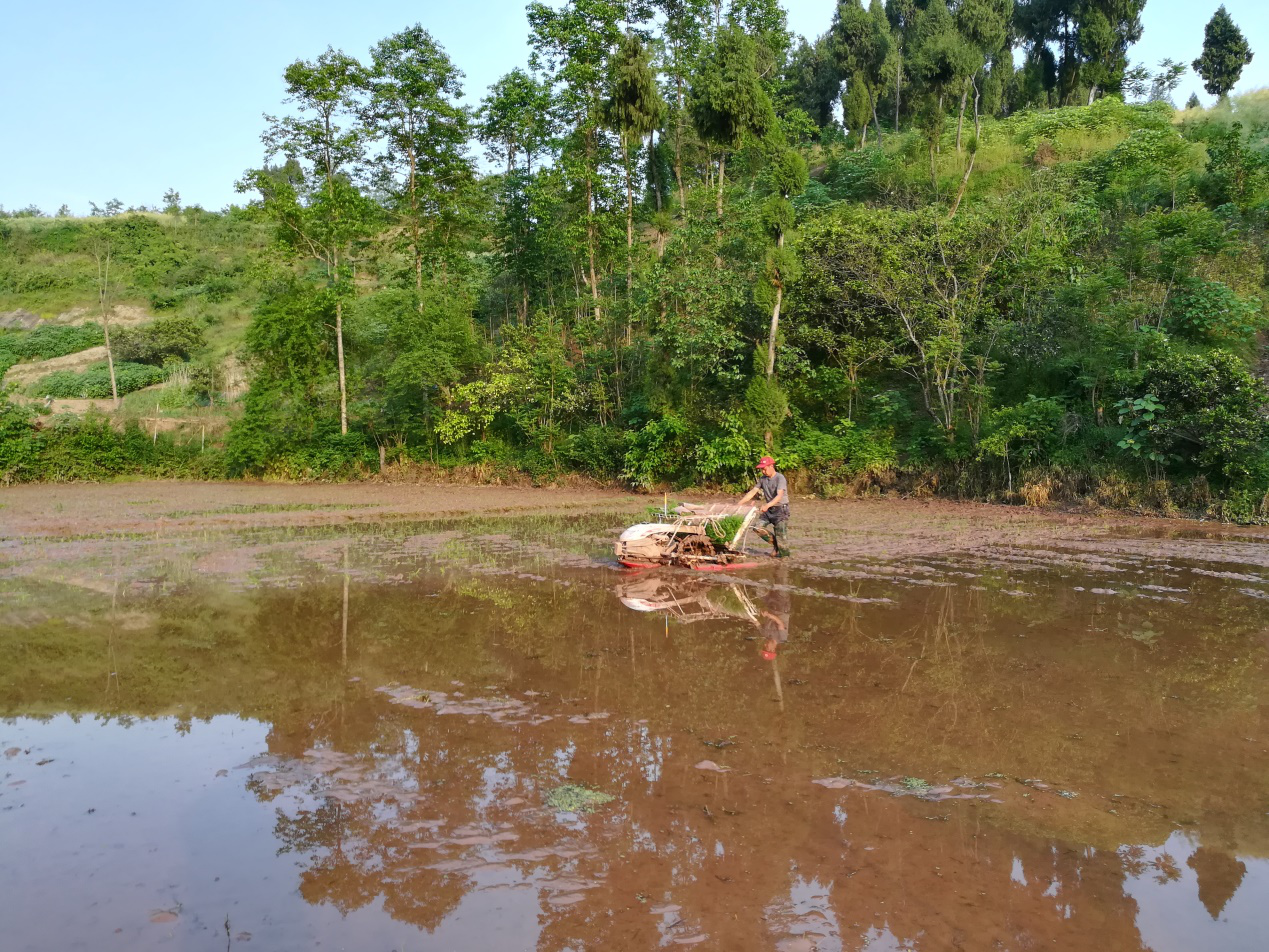达川区鹏丰家庭农场(图3)