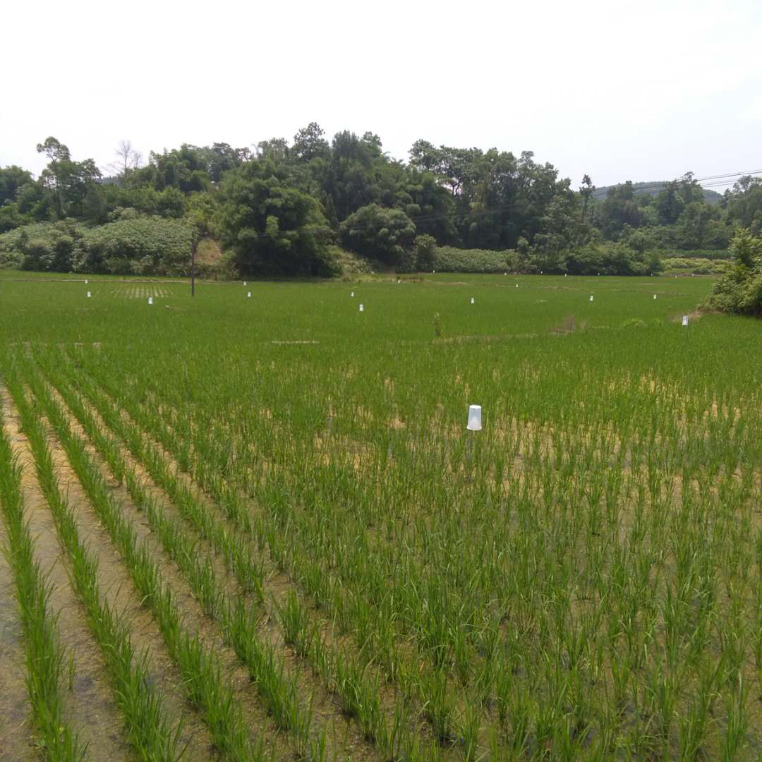 达川区鹏丰家庭农场(图4)