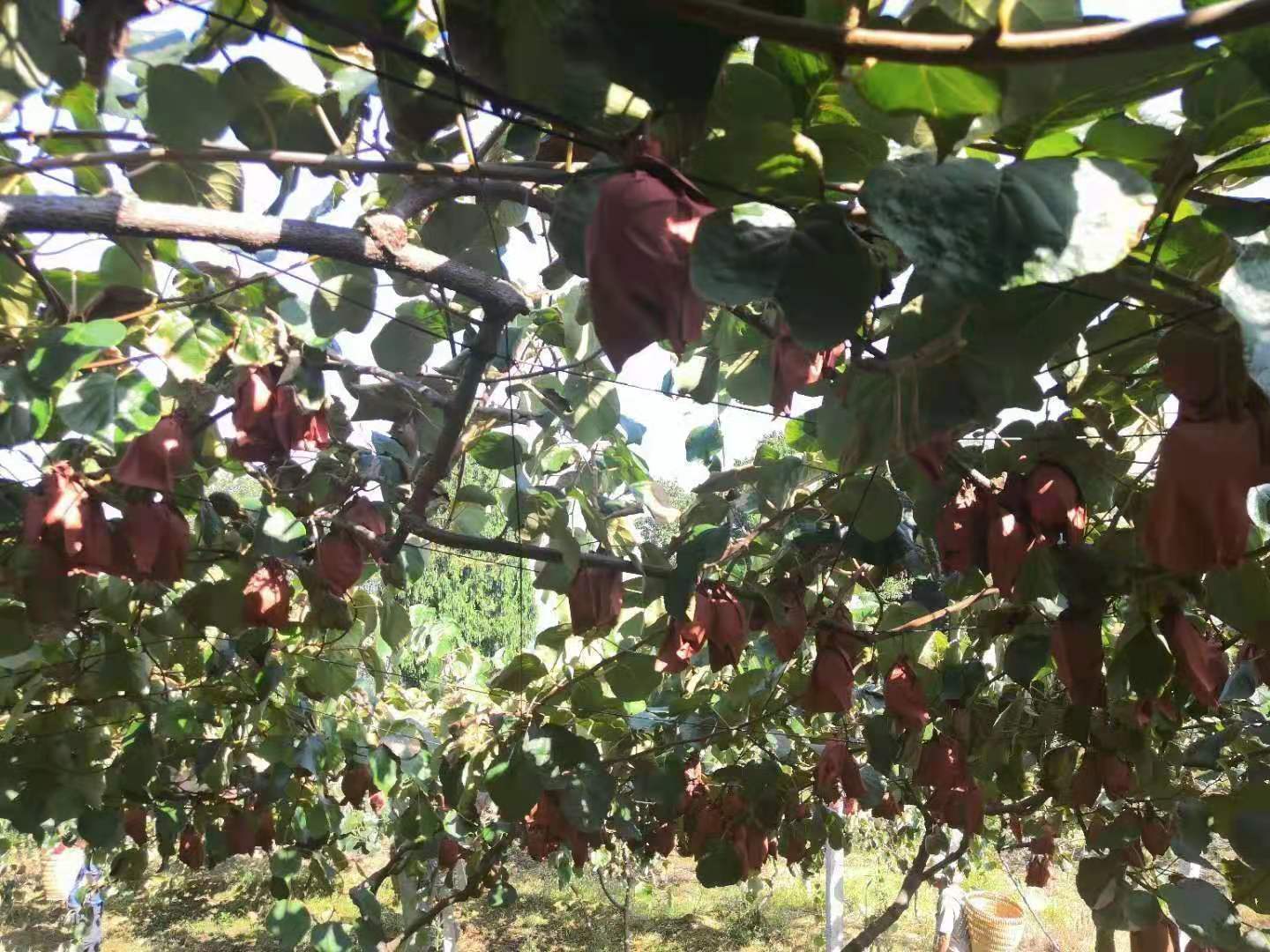 达川区林垣秀家庭农场(图11)