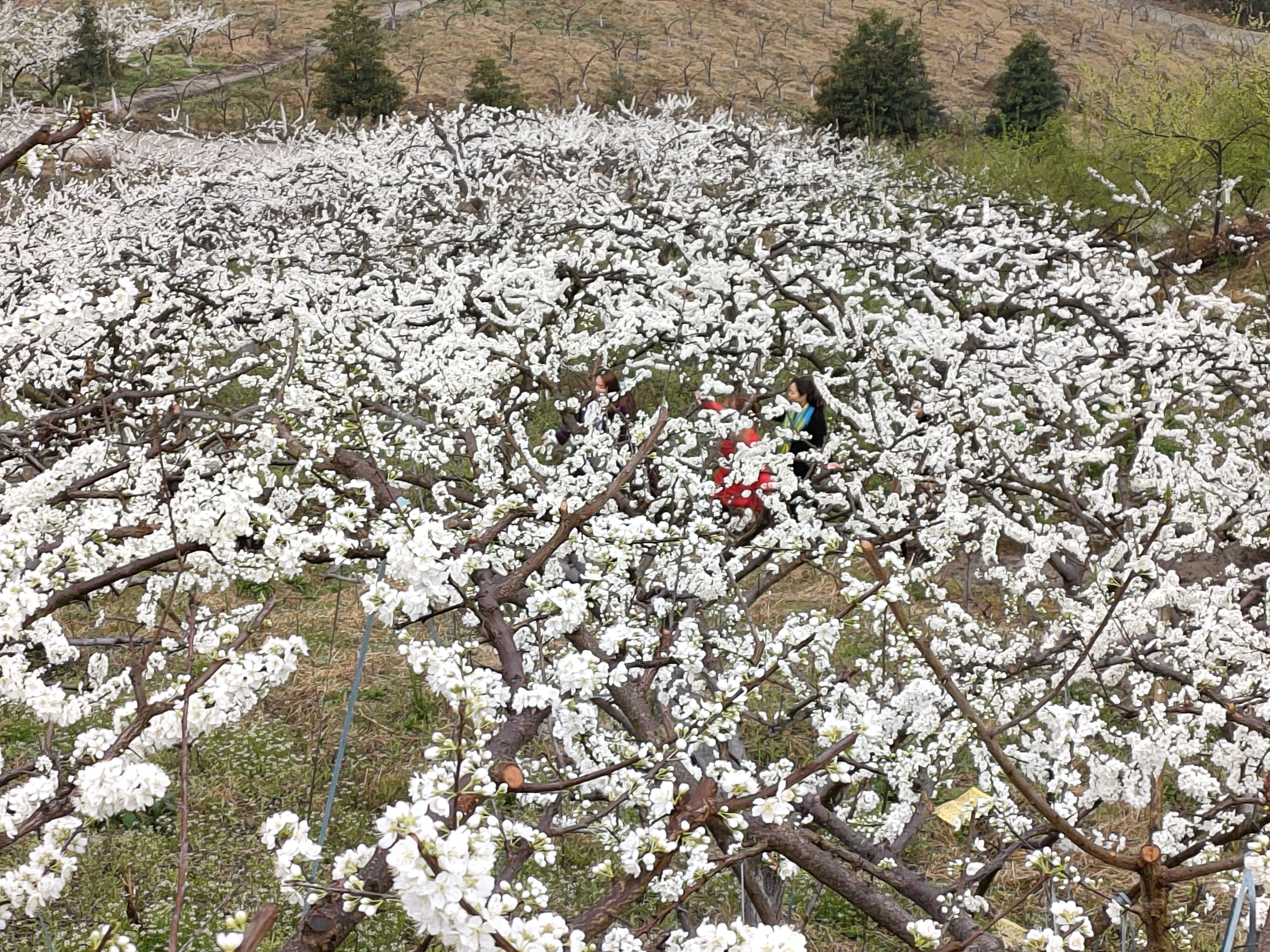 达川区林垣秀家庭农场(图10)