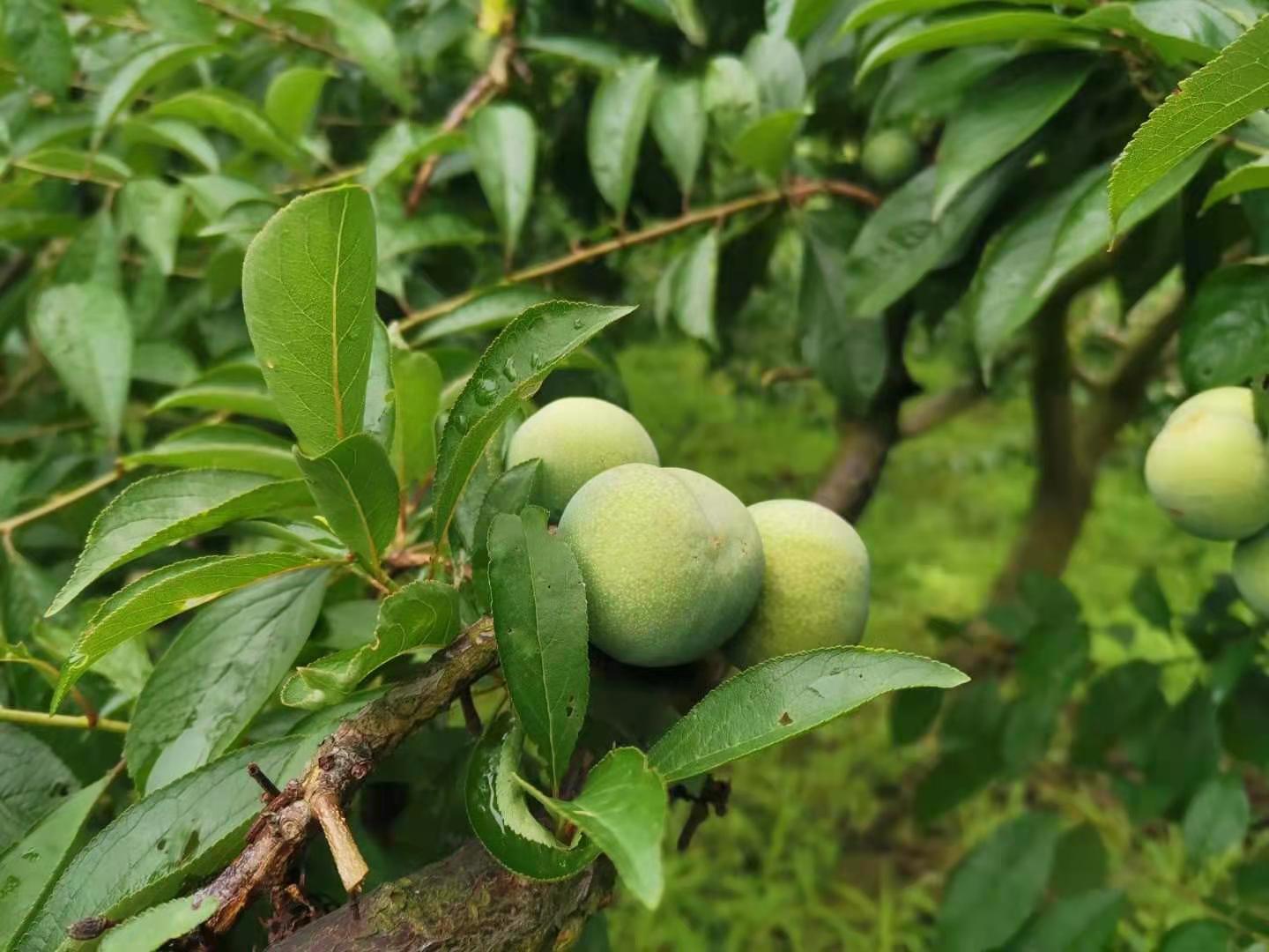 达川区林垣秀家庭农场(图12)