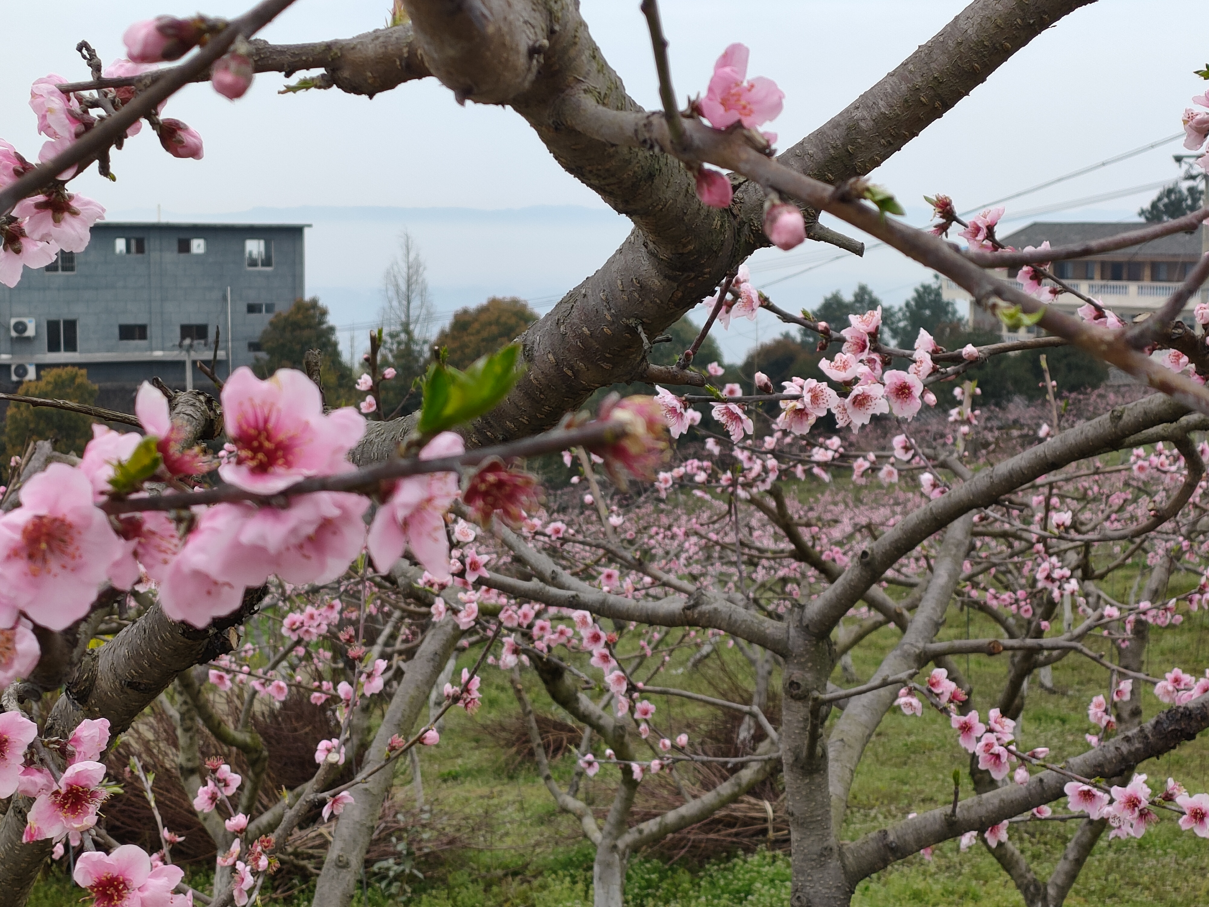 达川区林垣秀家庭农场(图9)
