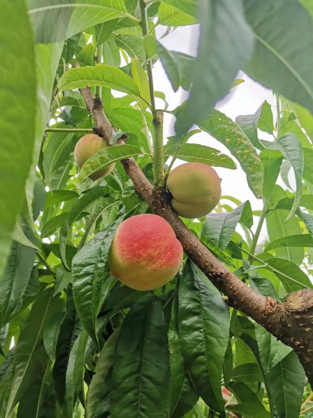 达川区林垣秀家庭农场(图14)