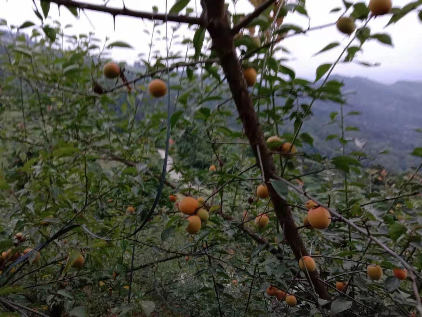 达川区林垣秀家庭农场(图13)