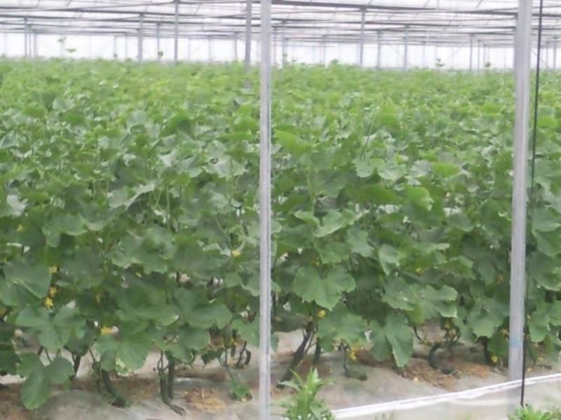 达川区通健家庭农场(图1)