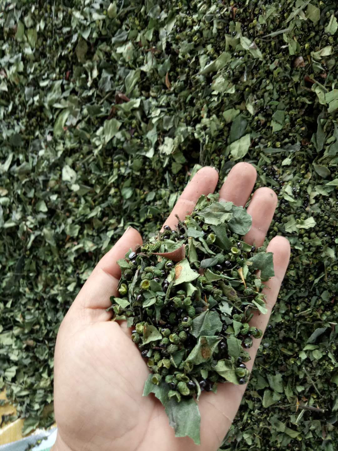 达川区独鹰家庭农场(图3)