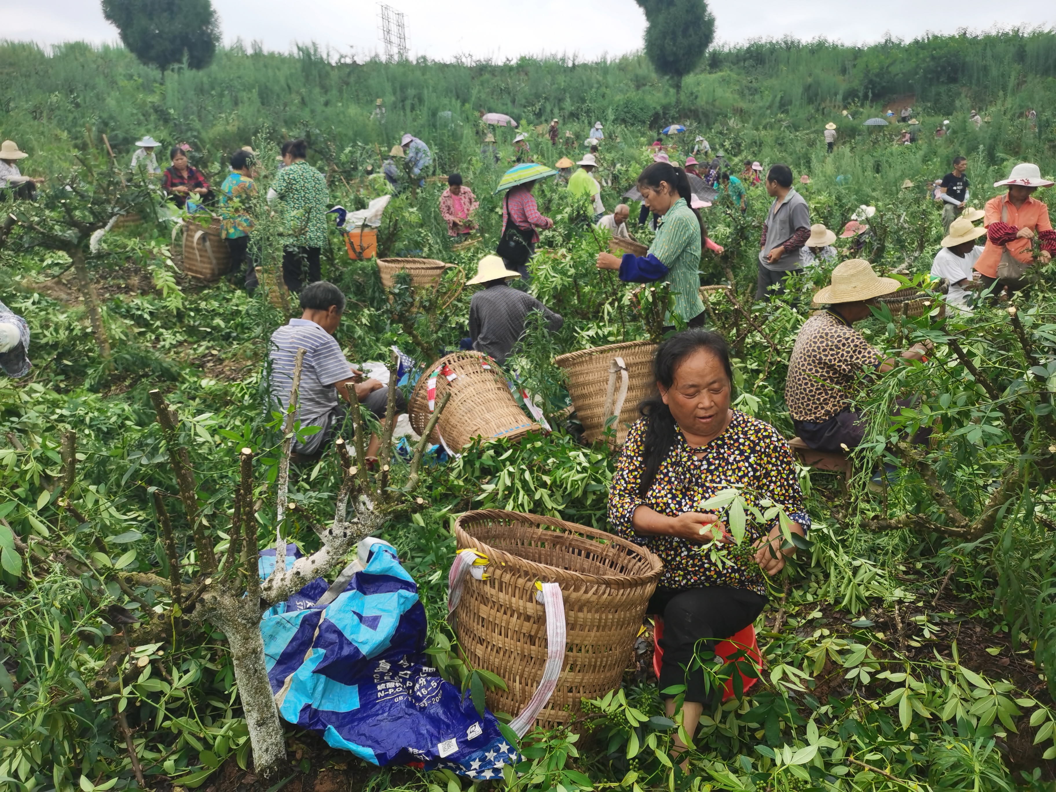 达川区独鹰家庭农场(图2)