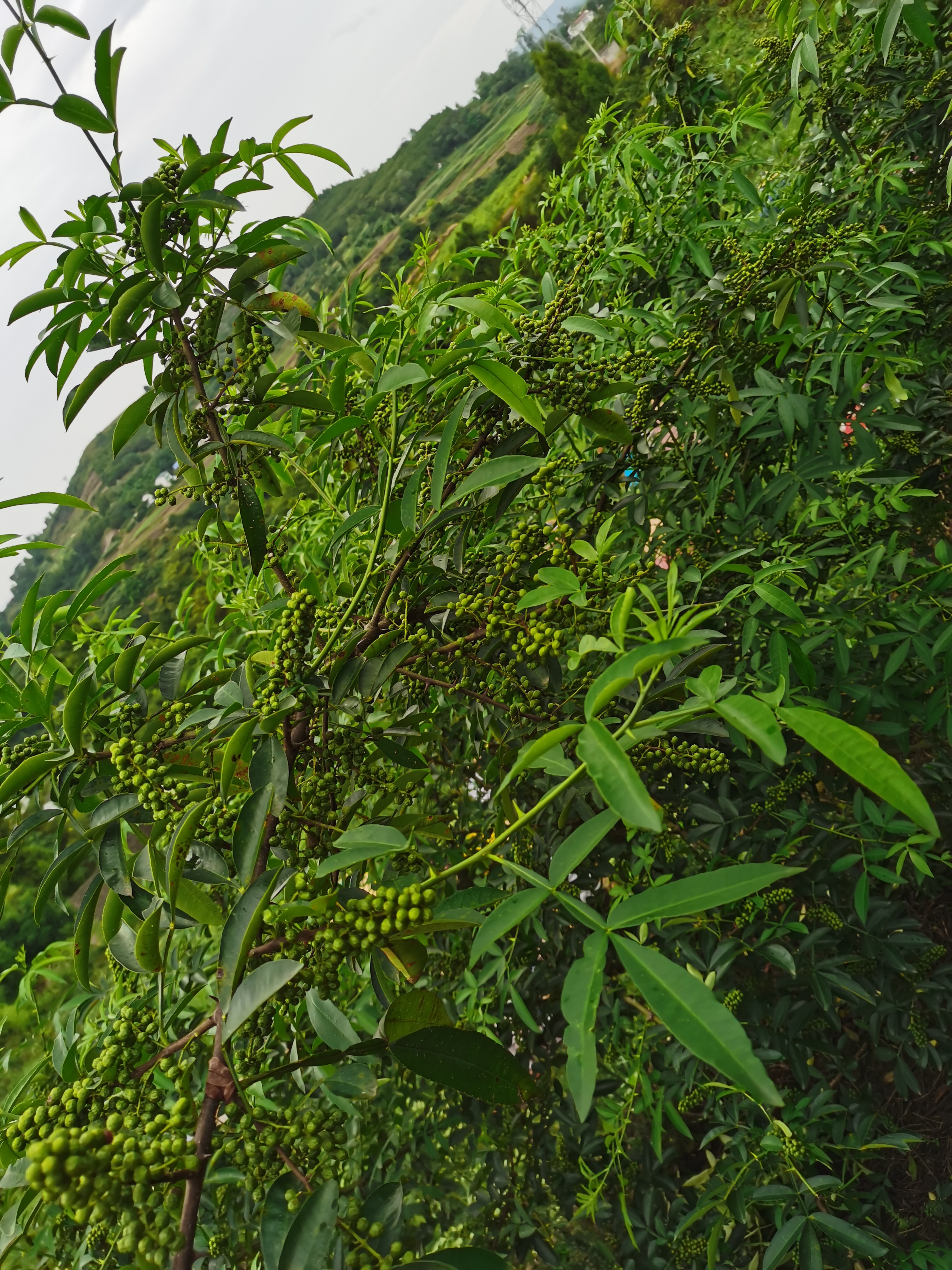 达川区独鹰家庭农场(图6)