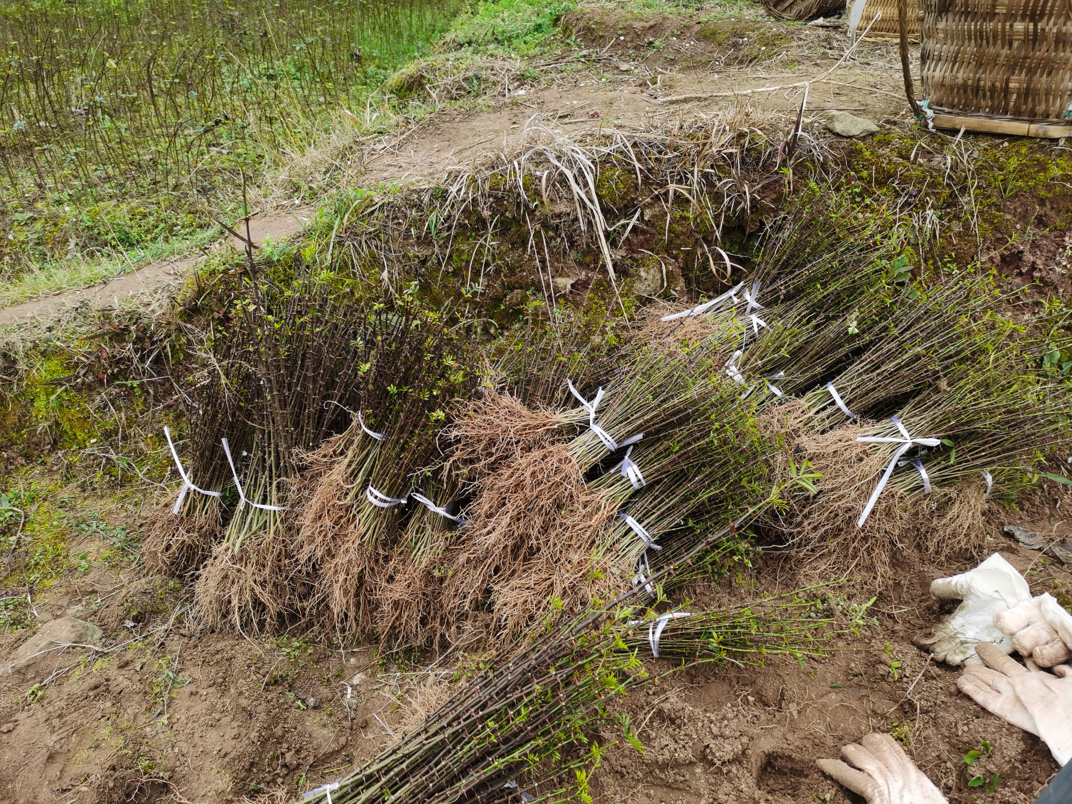 达川区独鹰家庭农场(图5)