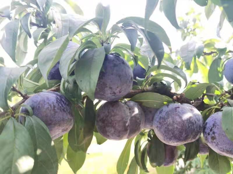 达州市达川区月亮湾种植专业合作社(图2)